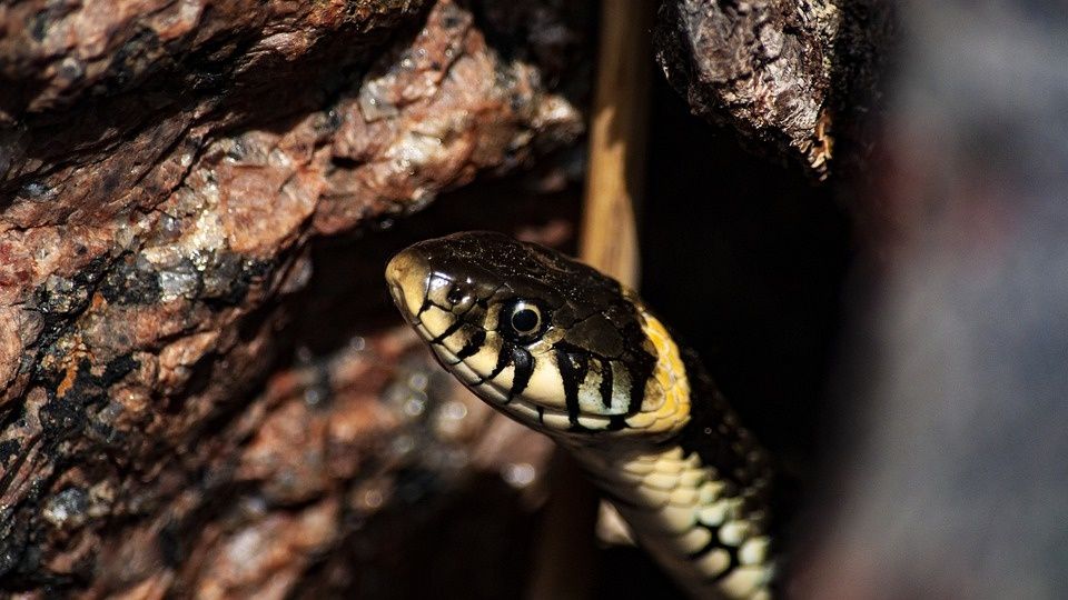 Serpiente es rescatada después de comerse la mitad de su cuerpo