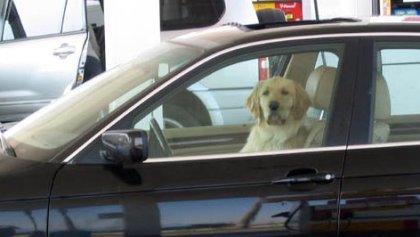 Hombre dejó a su perro encerrado en su auto y el canino decidió vengarse