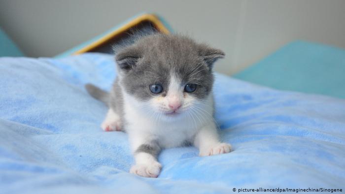 China clona a un gato doméstico por primera vez y su nombre es Ajo