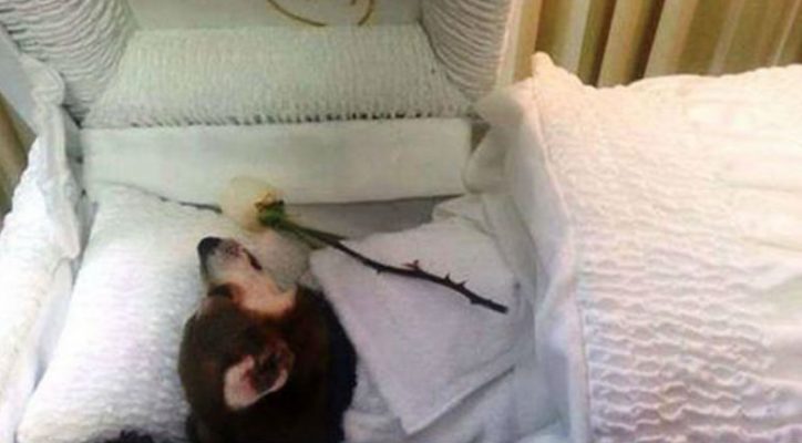 J. GARCÍA LÓPEZ ABRIRÁ FUNERARIAS PARA MASCOTAS EN LA CDMX