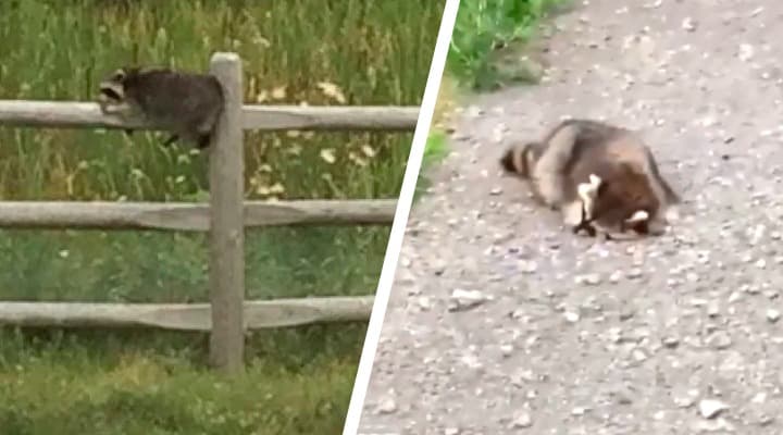 Video de mapache borracho en Canadá enloquece a Internet