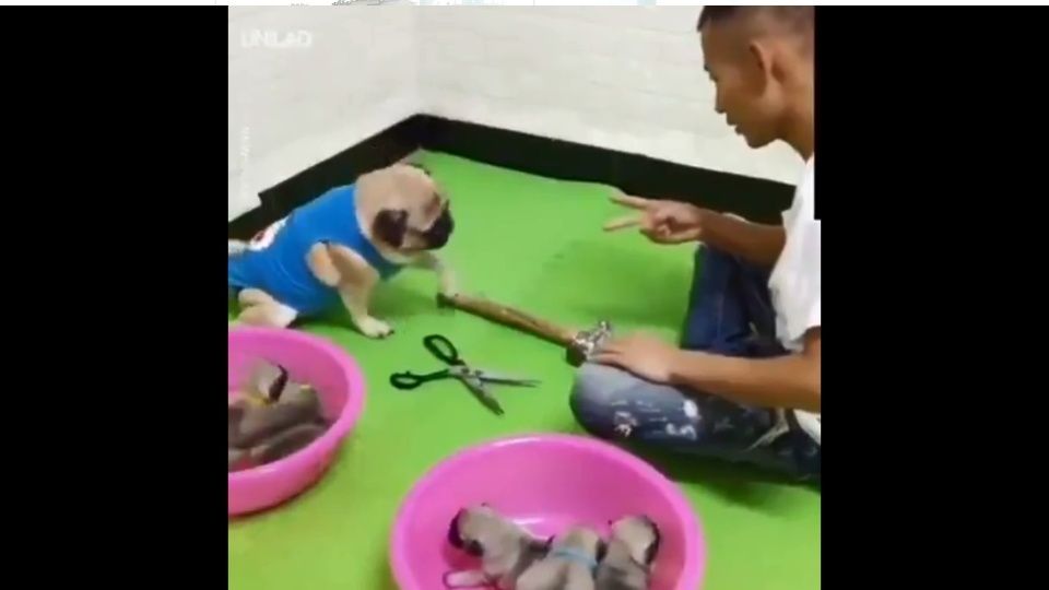 Un perrito pug juega piedra, papel o tijeras para ganar a sus cachorros