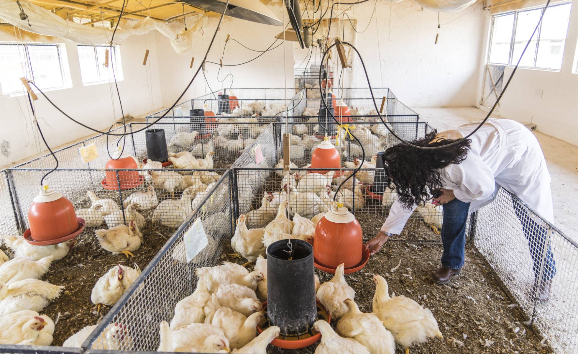 Conoce las gallinas de la UNAM