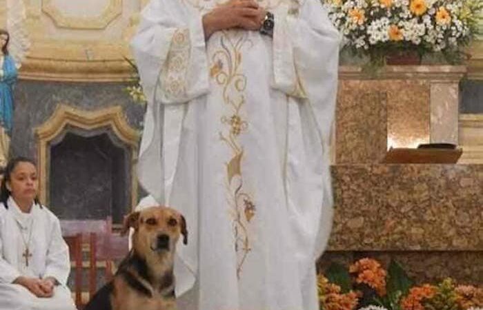 Padre de la Iglesia lleva a misa a perros callejeros para promover su adopción a feligreses