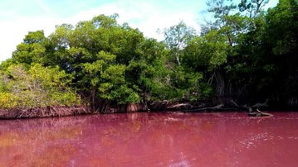 Laguna de Manialtepec en Oaxaca se tiñe de rosa