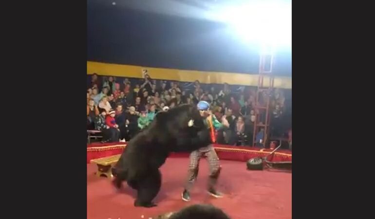 Oso de circo ataca a su entrenador en pleno show en Rusia