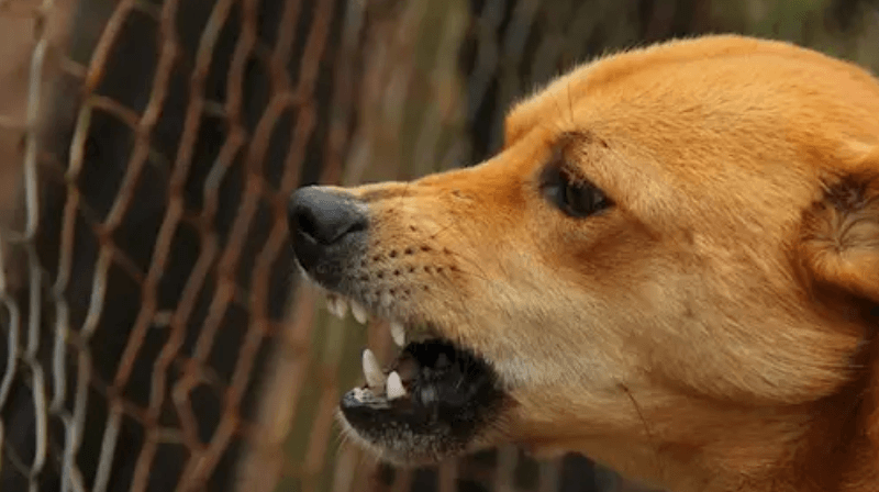 México eliminó la rabia transmitida por el perro, ultimo caso en 2006: OMS