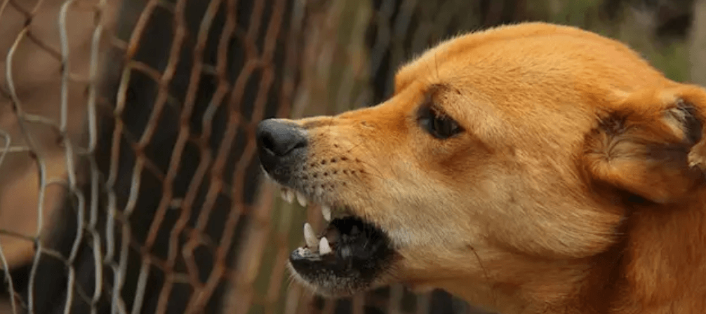 México eliminó la rabia transmitida por el perro, ultimo caso en 2006: OMS