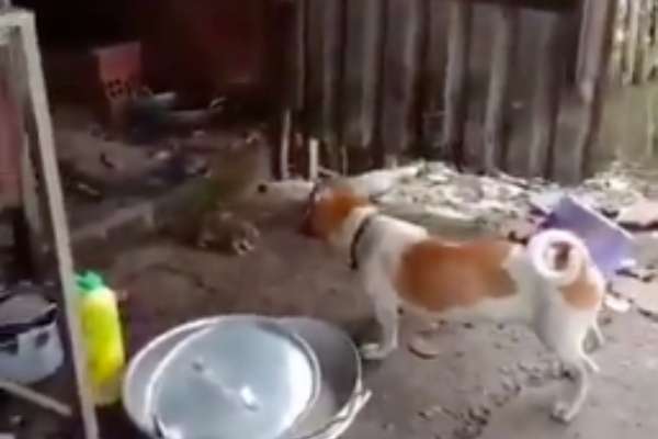 VÍDEO | Perro y gato protagonizan pelea contra rata gigante y se viralizan