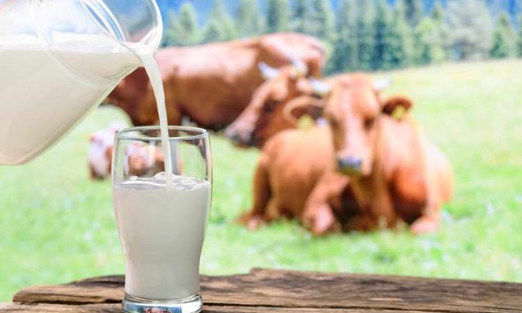 Realidades y mitos de la leche de vaca y otros alternativos productos