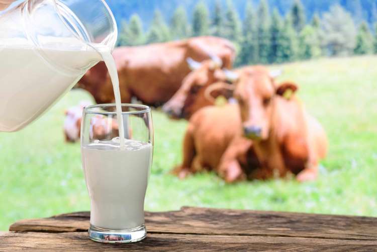 Realidades y mitos de la leche de vaca y otros alternativos productos