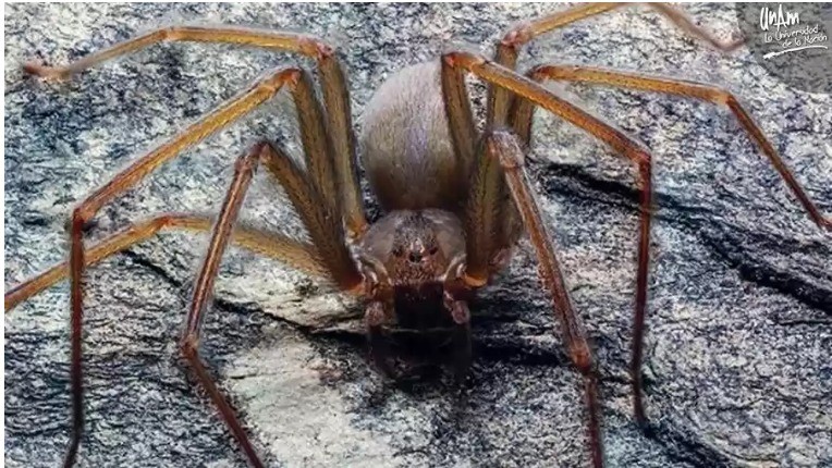 Esta es la nueva especie de araña violinista que a descubierto recientemente la UNAM, originaria del Valle de México