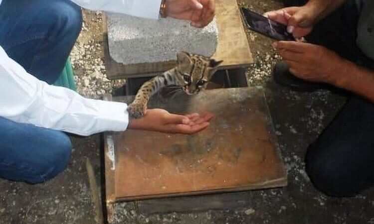 Campesino rescata a una cría de Ocelote, especie en peligro de extinción