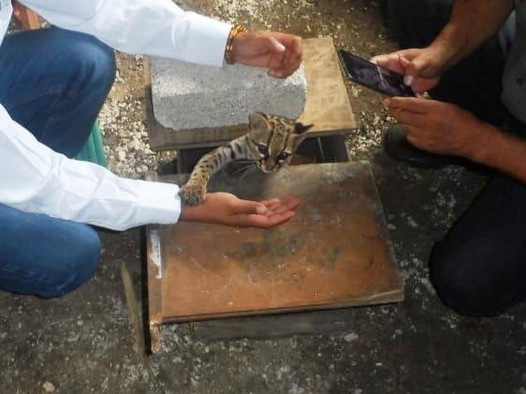 Campesino rescata a una cría de Ocelote, especie en peligro de extinción