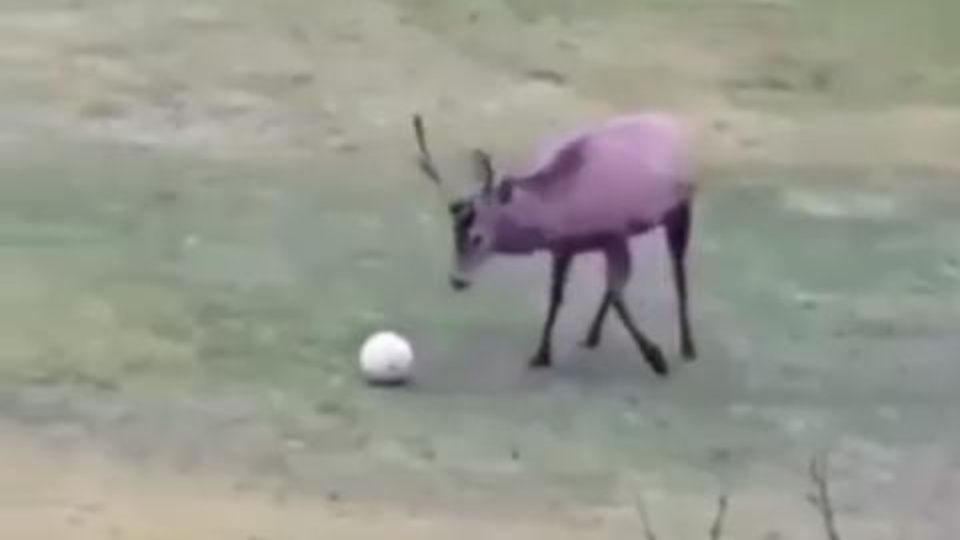 VÍDEO | Venado juega con un balón, anota gol y lo celebra