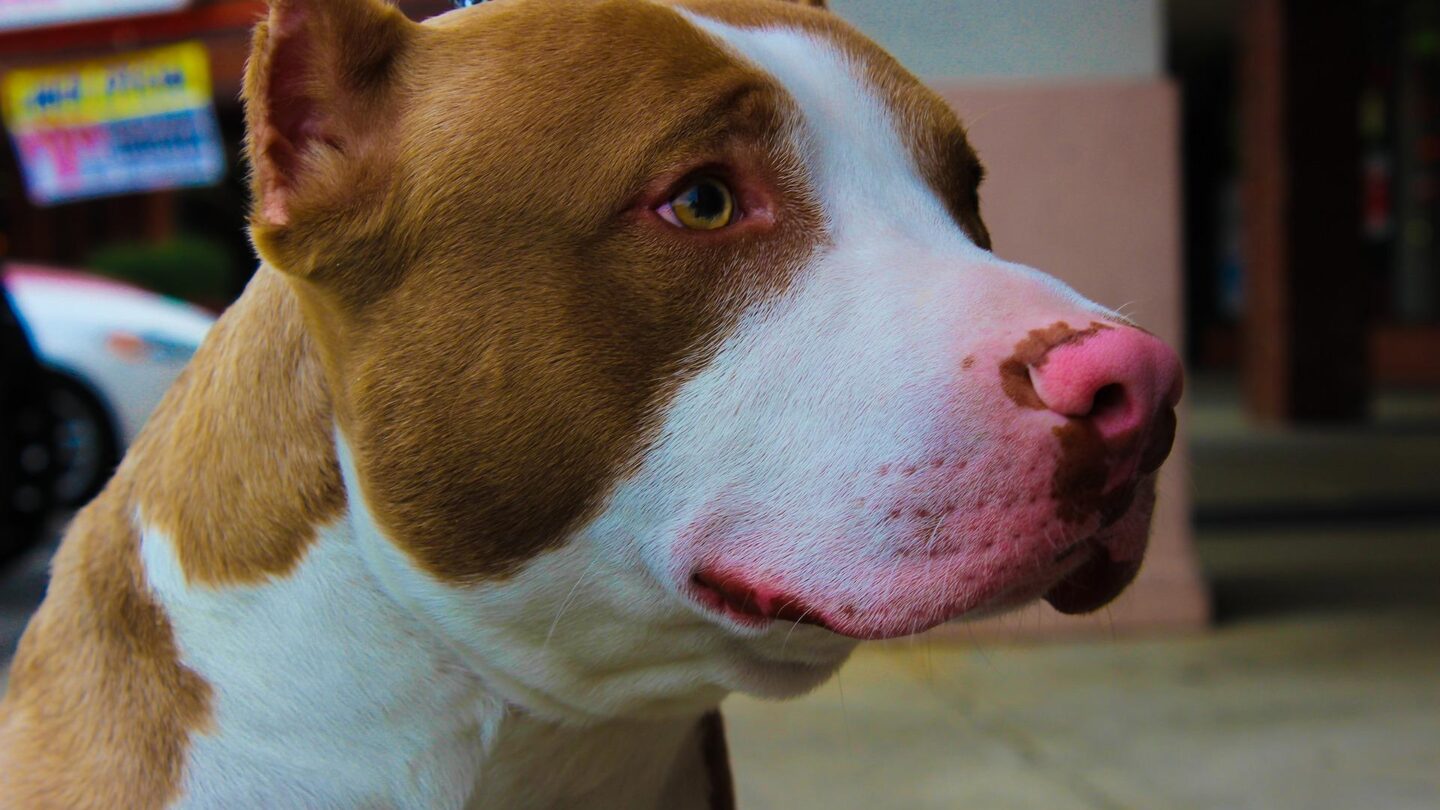 Fue rescatado un pitbull de dos años