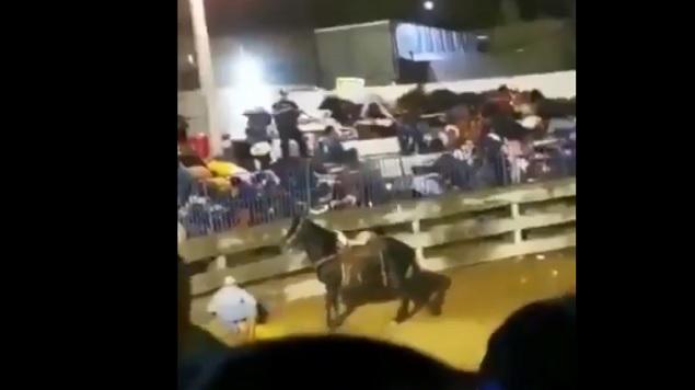 VÍDEO | Comando armado irrumpe a balazos en corrida de toros en Iguala, Guerrero