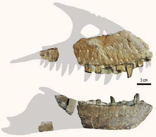 Descubren en Alberta una nueva especie de tiranosaurio