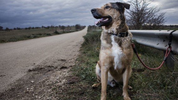 Excelente noticia | Proponen castigar con cárcel abandono de animales en México