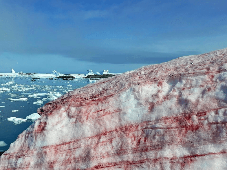 Lo que advirtió Aristóteles, La ‘nieve de sangre’ que sorprende a la Antártida