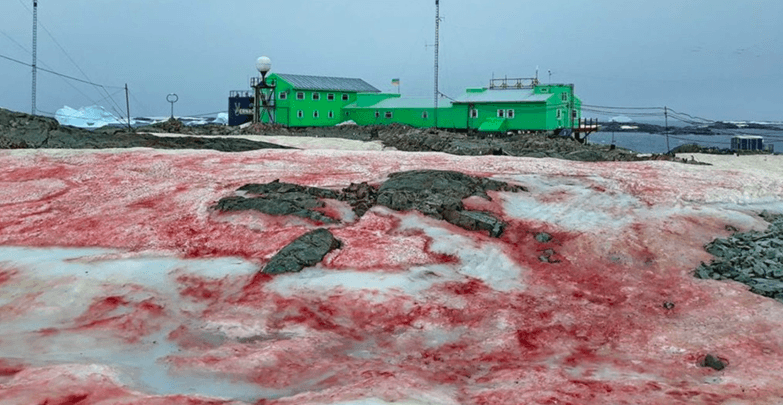 Lo que advirtió Aristóteles, La ‘nieve de sangre’ que sorprende a la Antártida