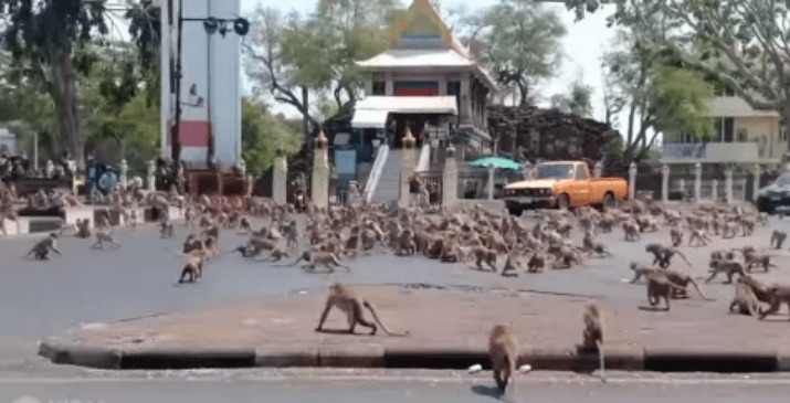 VÍDEO | Coronavirus provoca increíble pelea de monos en Tailandia