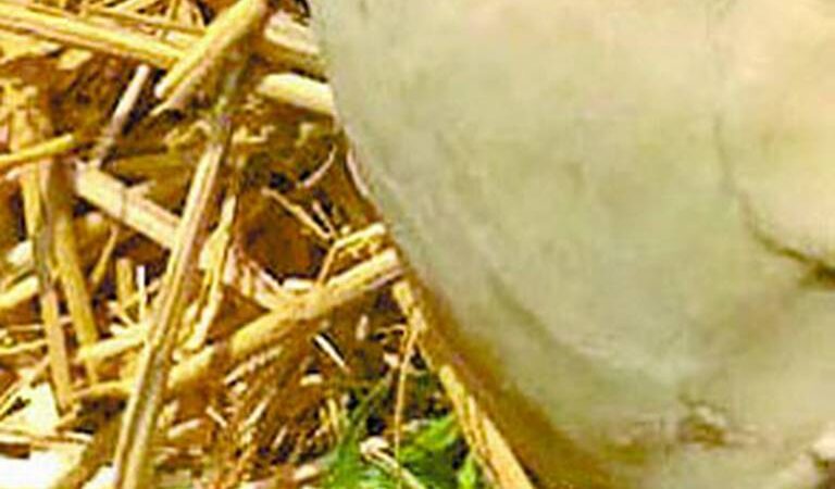 Hallan cráneo humano totalmente descarnado en baldío de Ecatepec