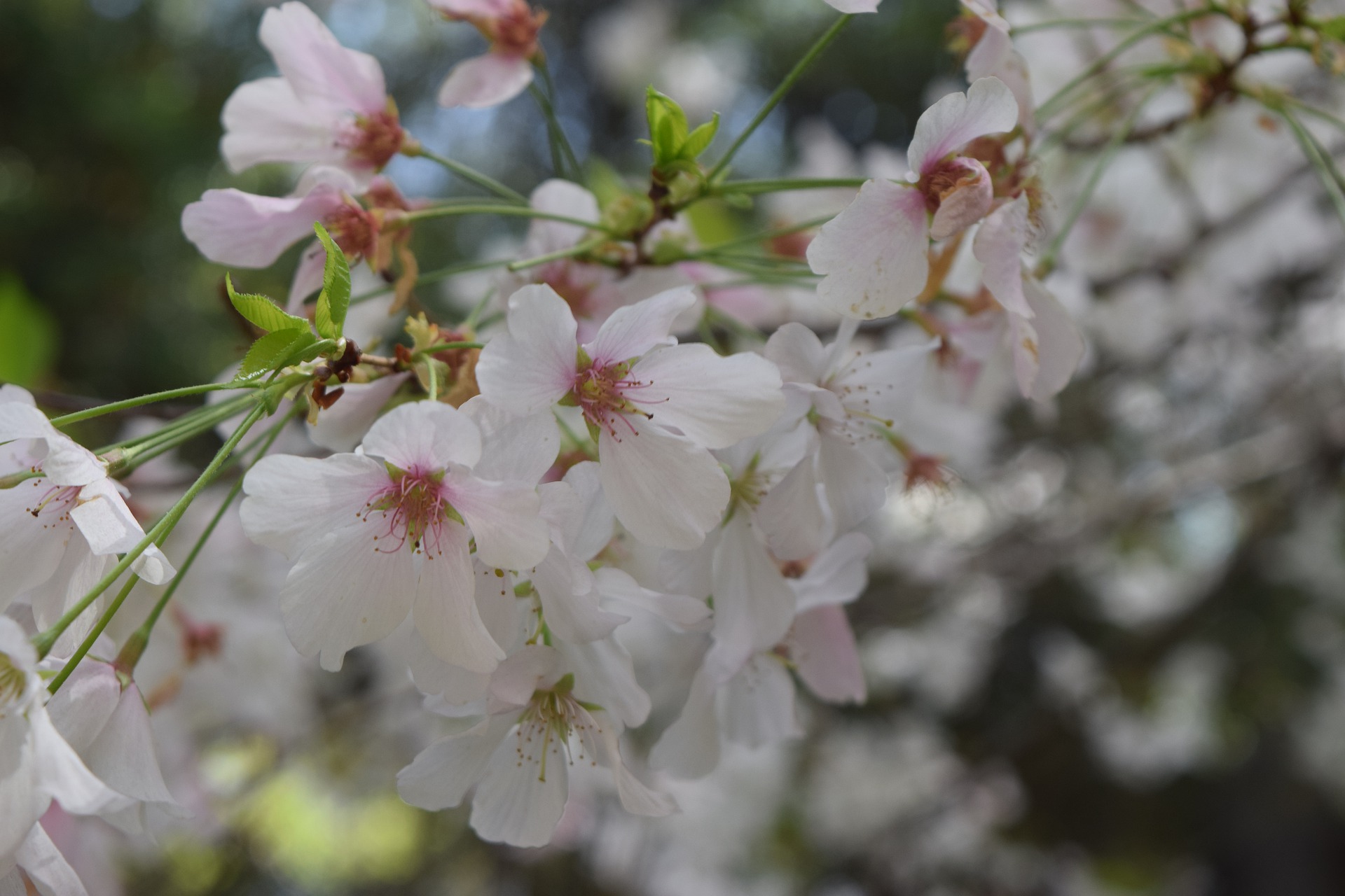 Hoy a las 21:50 horas será el equinoccio de primavera