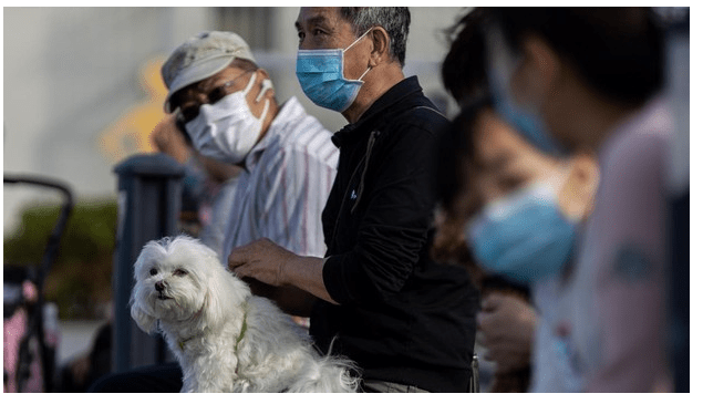 Confirman contagio de Coronavirus humano a perro y esto se pone peor