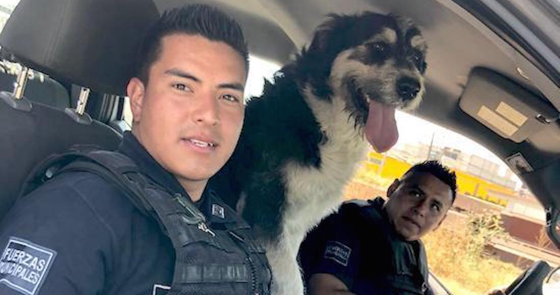 De ser perro callejero a elemento de la Policía de Ecatepec, en Edomex