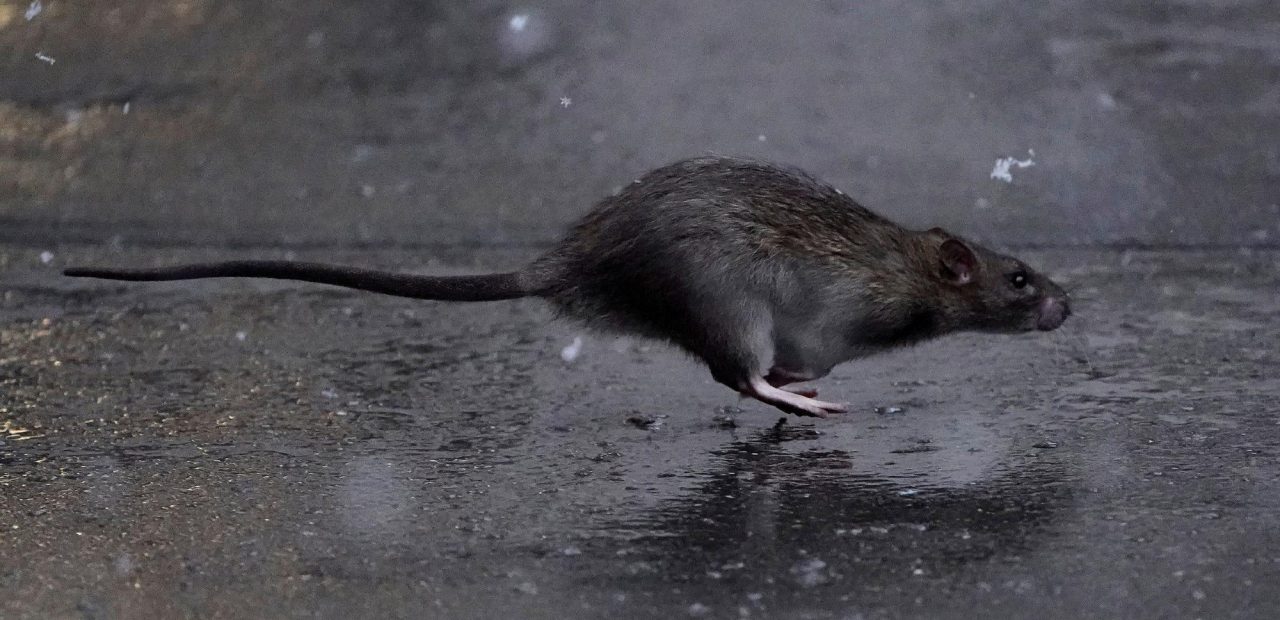 Ratas caníbales podrían volverse más agresivas por cuarentena