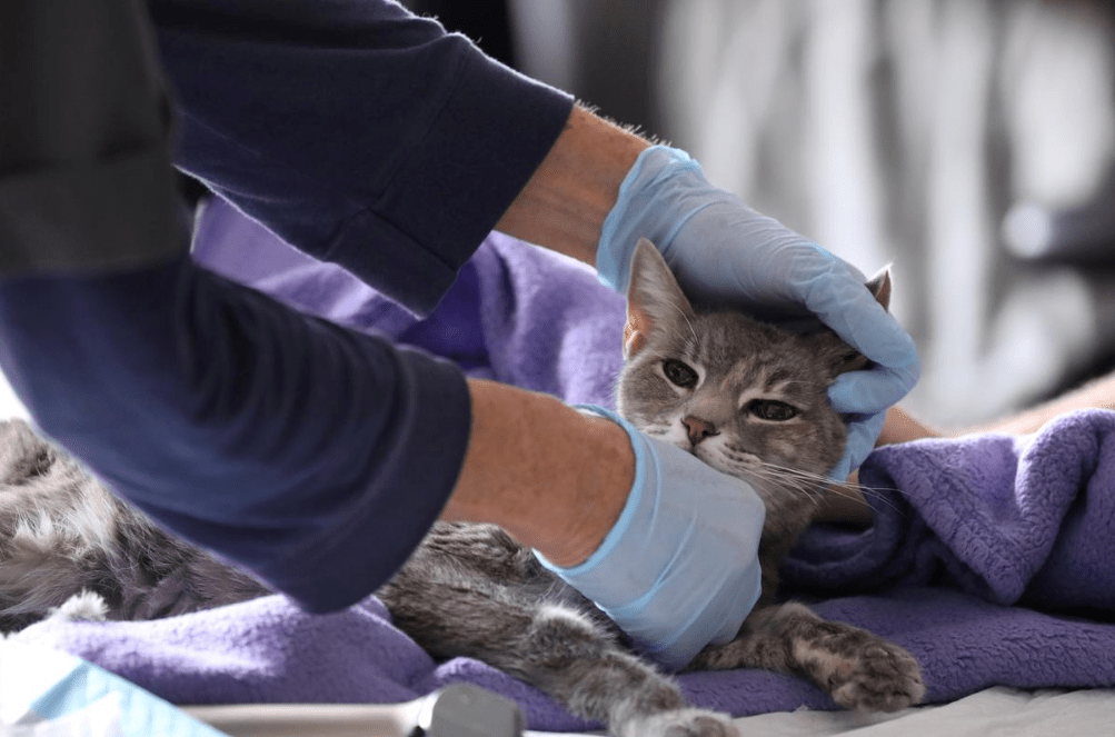 EU confirma primeros dos gatos con Coronavirus en Nueva York