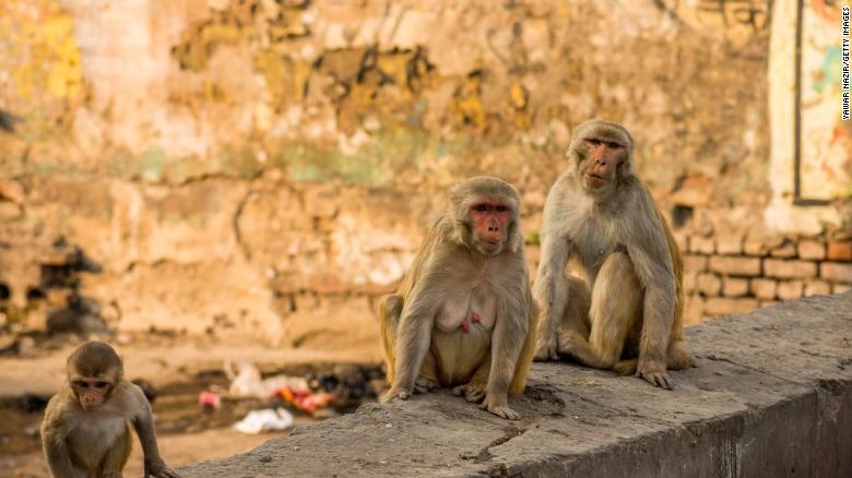 Monos se roban muestras de sangre de pacientes sospechosos de COVID-19