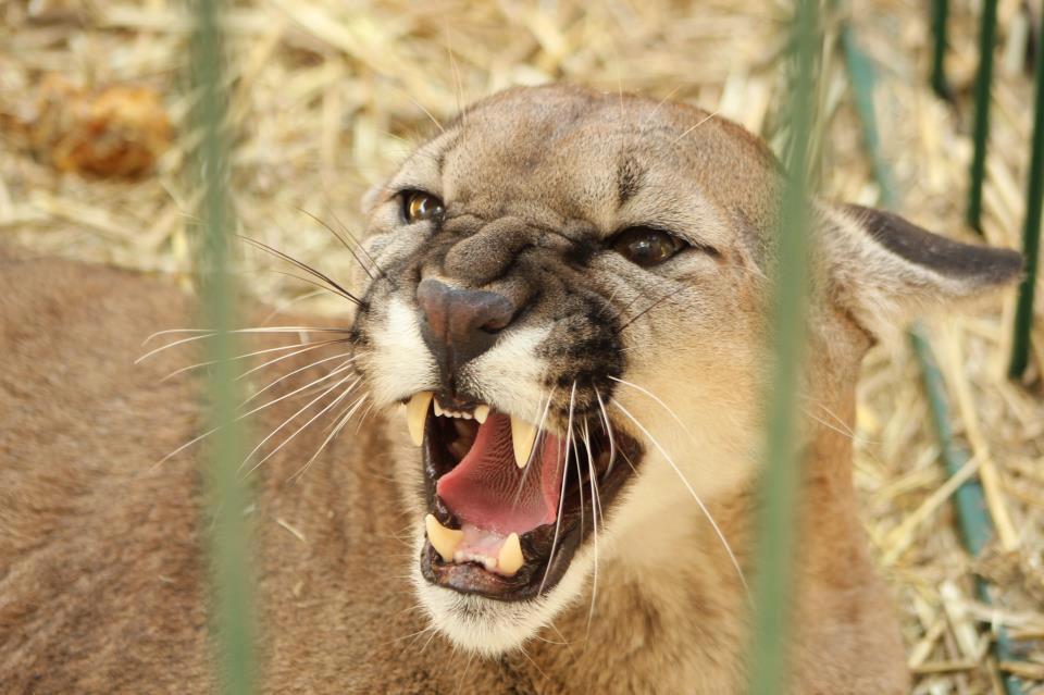 ‘Pandemia’ y ‘Cuarentena’, los nuevos pumas en zoo de Veracruz