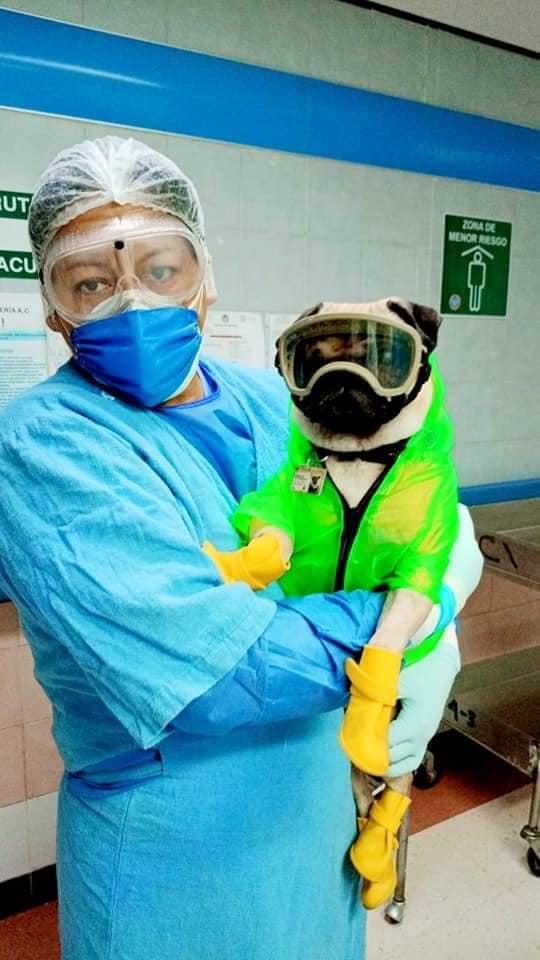 Médico con perro