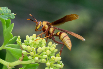 Avispón asiático gigante no se ha detectado en México: Conabio