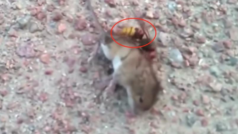 VIDEO | Avispón asesino pelea con ratón hasta matarlo