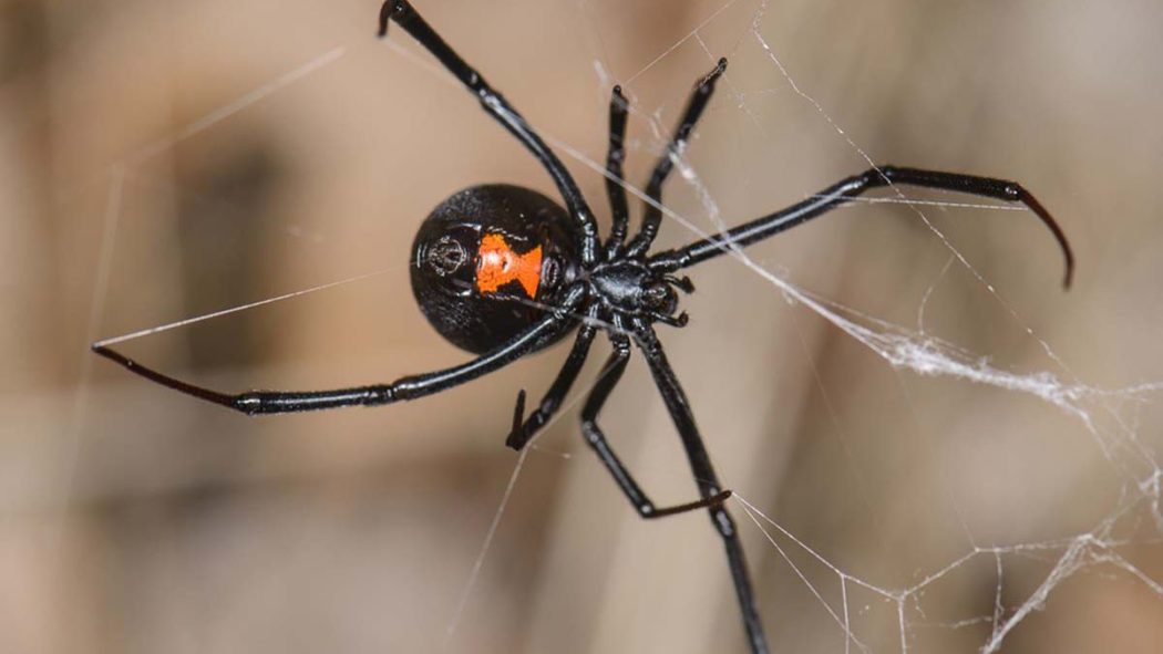 Niños se dejan picar por viuda negra para poder ser como Spider-Man