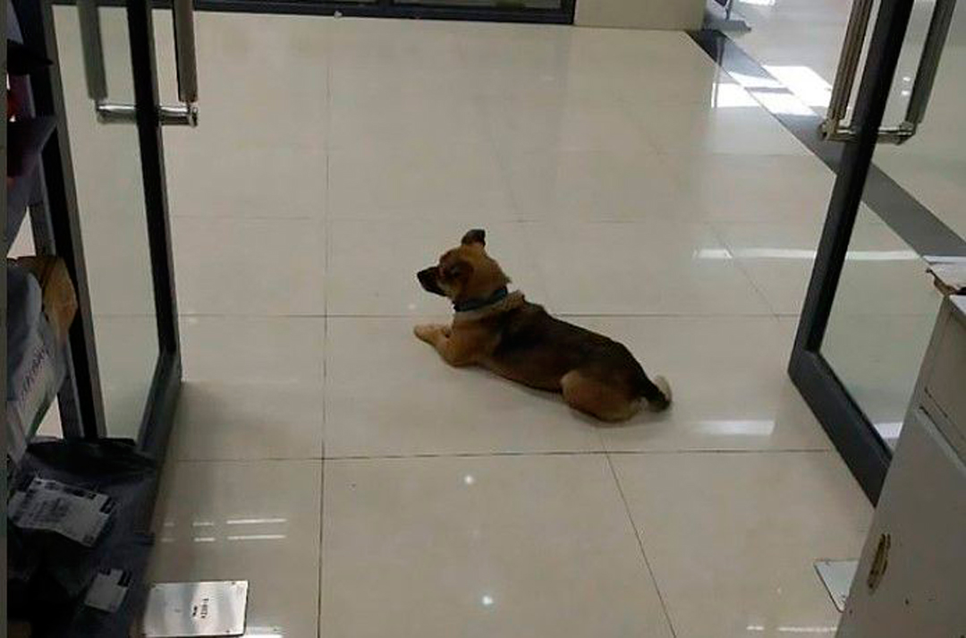 Perrito en hospital