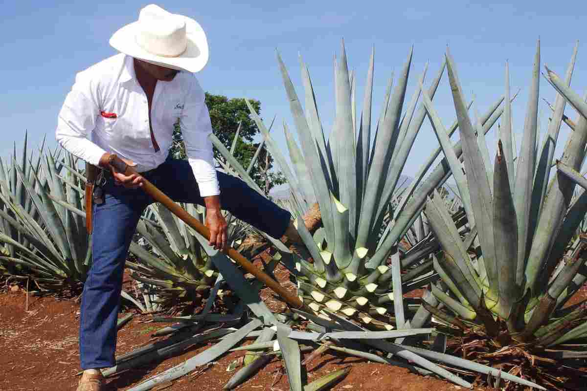 Realizan acciones para proteger cultivo de agave en Edomex