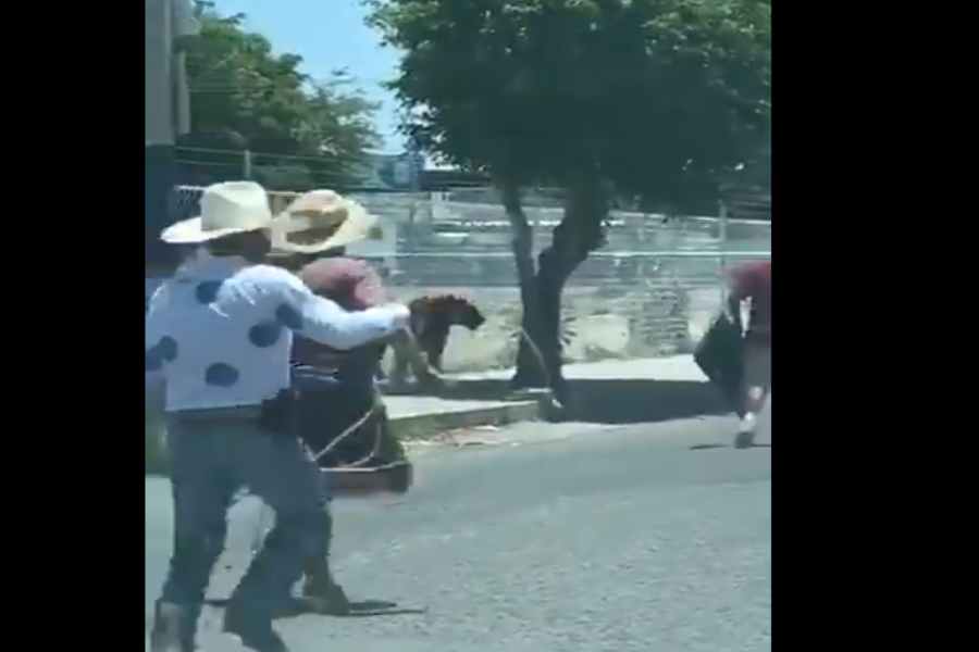 VÍDEO | Tigre escapa de una casa y lo atrapan con lazo en Jalisco