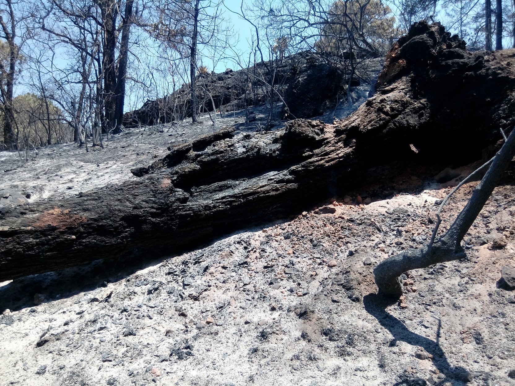 Profepa presenta denuncia por el incendio en Tepoztlán