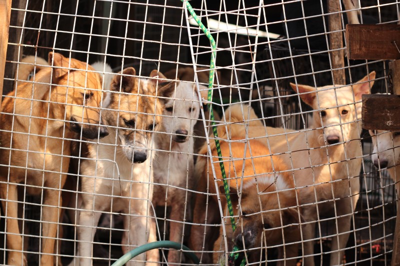 Vietnamitas envenenaban a perros y gatos para vender su carne, ahora ilegalmente