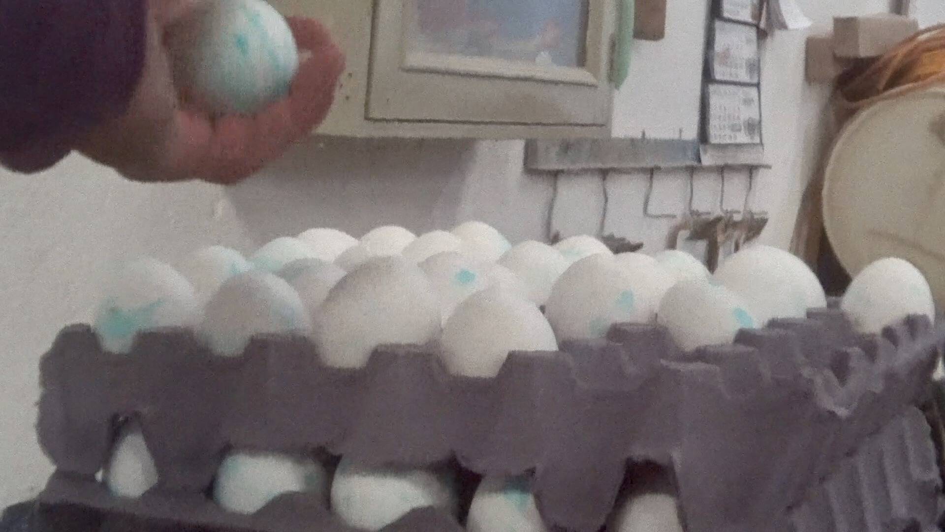 Gallinas ponen huevos azules