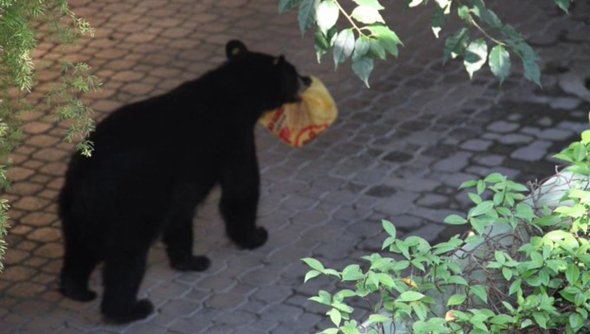 Captan en Monterrey a oso robándose bolsa de pollo