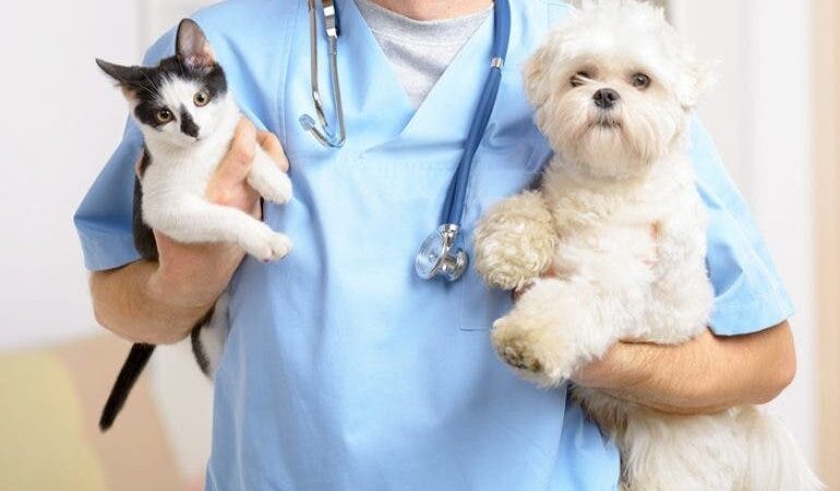Veterinarios en México, datos curiosos hoy en su día