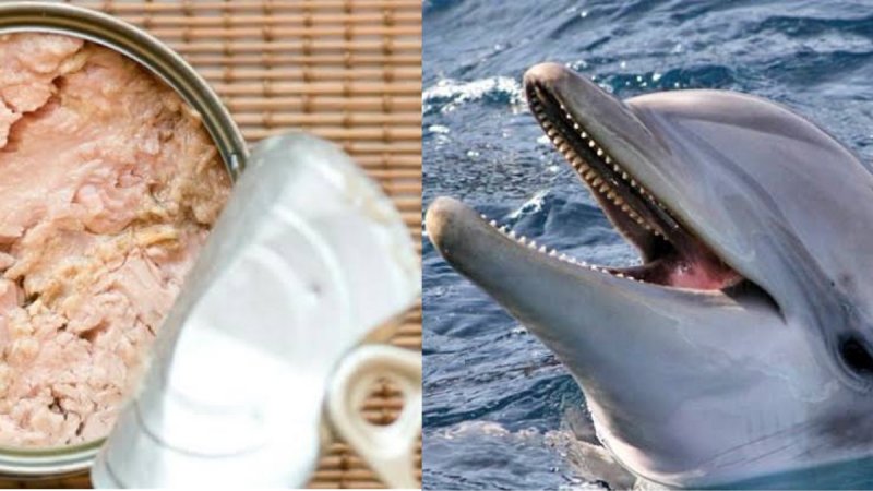 UNAM: Hallan marcas de atún en lata que contienen carne de delfín