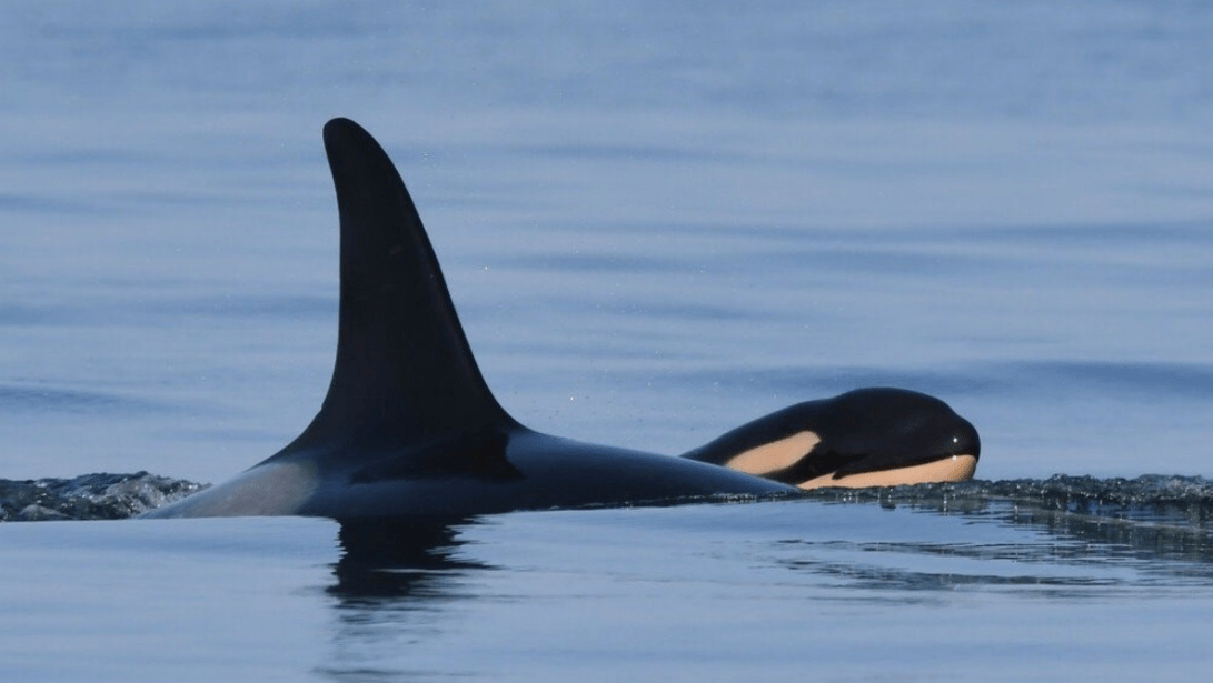 Orca que cargo 17 días a su cria sin vida vuelve a ser madre tras gestación de 18 meses