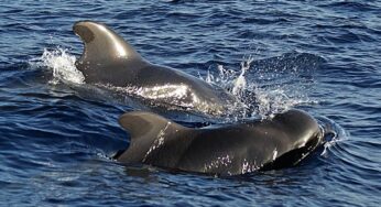 Ballenas piloto quedan varadas en la isla de Tasmania, Australia