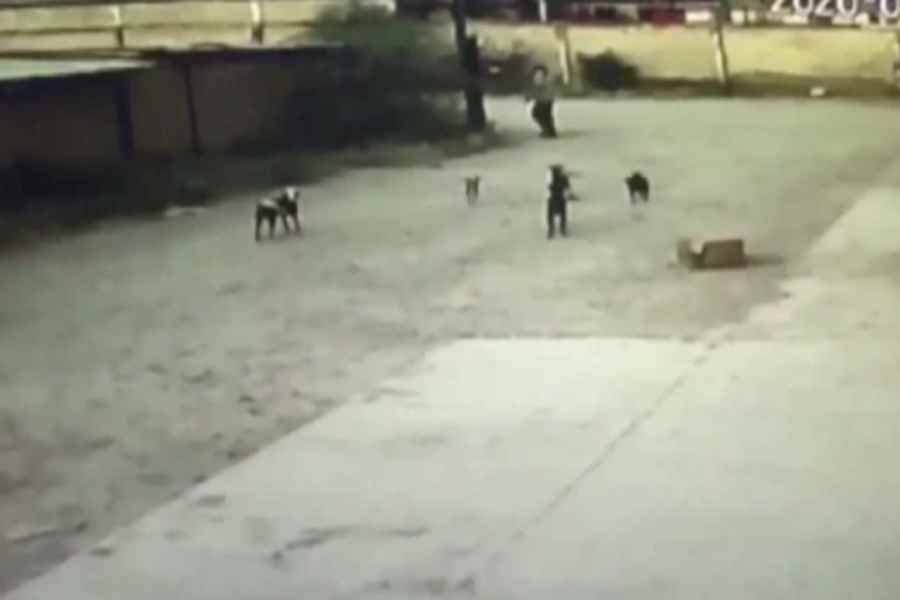 VÍDEO | Durango, perros matan a mordidas a un hombre